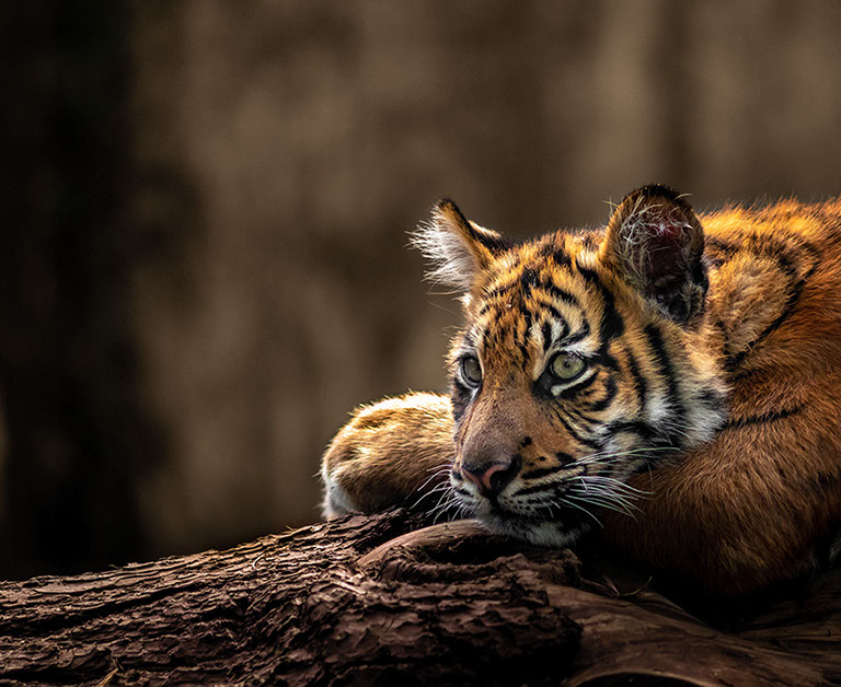 LeTigre Webdesign Maastricht 