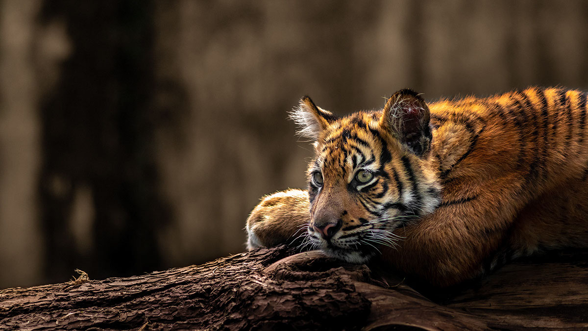 LeTigre Webdesign Maastricht