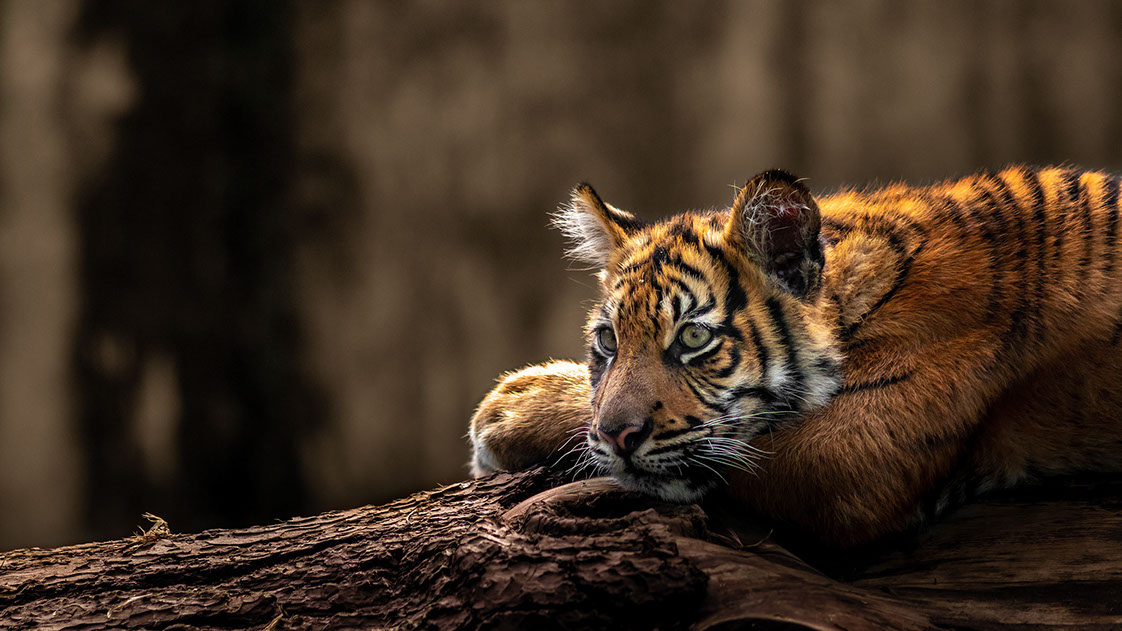 LeTigre Webdesign Maastricht 