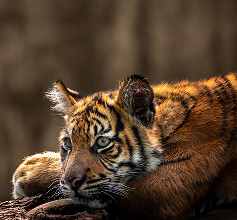 Webdesign Maastricht - Cover